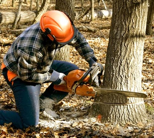 Tree Removal in Moffett, OK